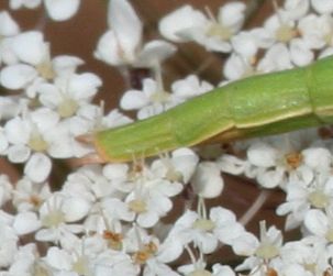 Bacillidae: Clonopsis gallica?